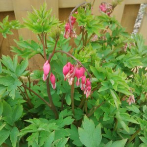 Bleeding-hearts 2014-05-14