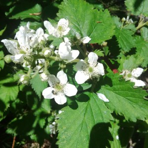 Park Walk --David Kitz