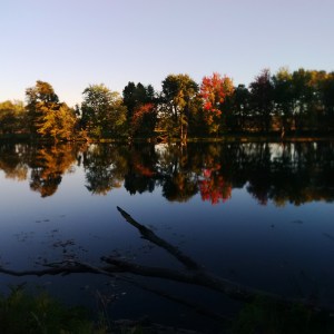 Petrie Island -- David Kitz