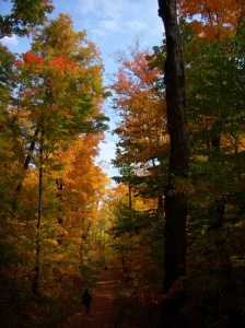 Gatineau Park -- David Kitz