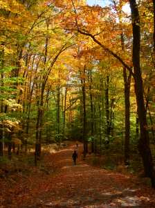 Gatineau Park Trail -- David Kitz