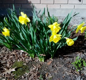 Daffodils-- David Kitz