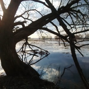 Swamp tree2015-05-02