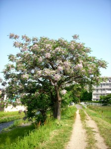 River Path, Nagakute, Japan-- David Kitz