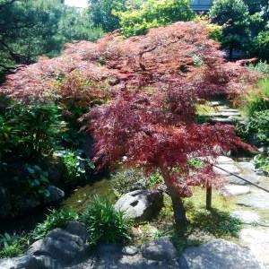 Kanazawa Red Maple -- David Kitz