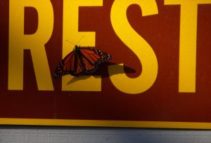 Be at Rest -- David Kitz