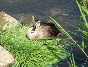 Mother Duck, Nagakute, Japan -- David Kitz