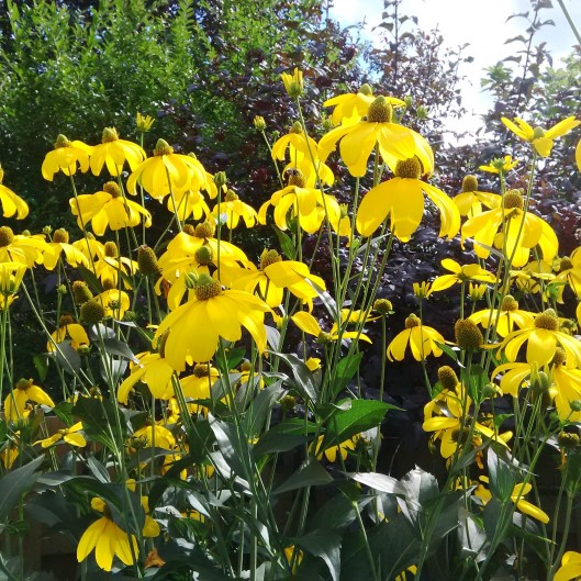 Yellow Cones 2015-08-26