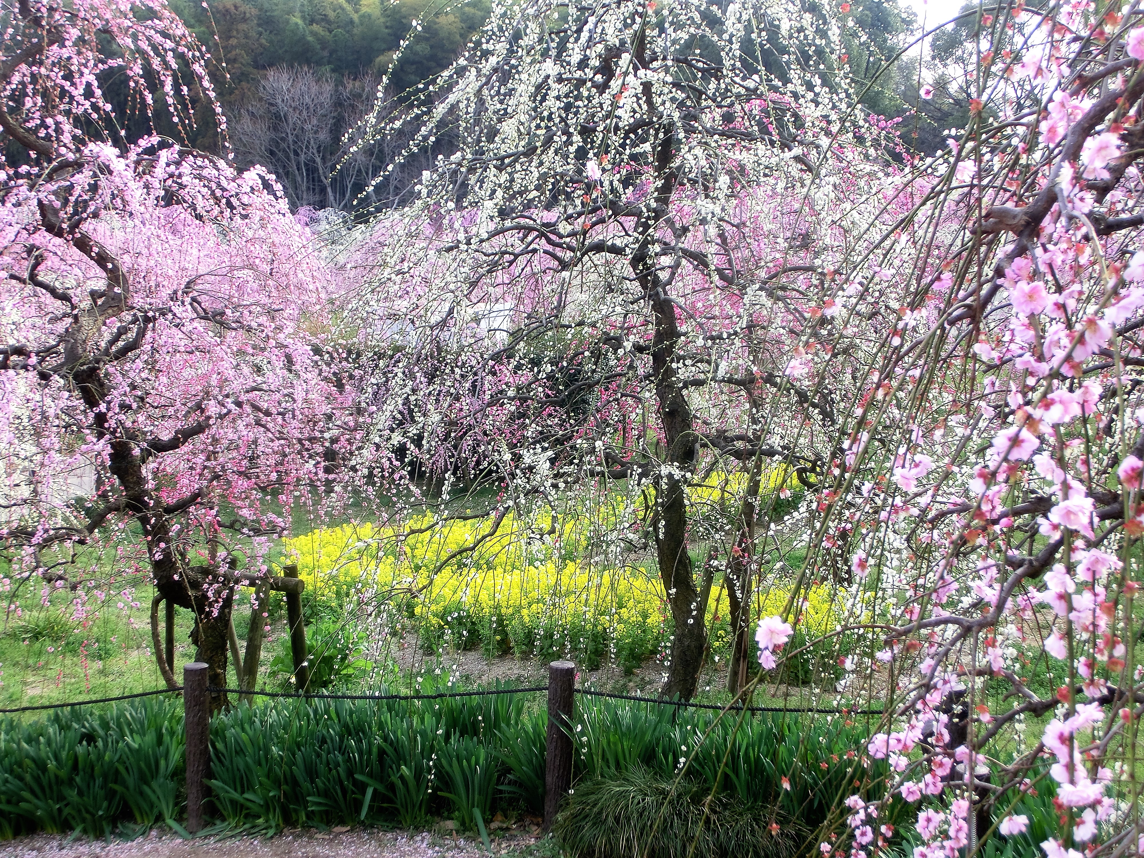 M Taylor Plum blossoms