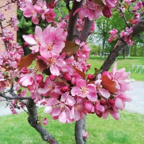 Apple Blossoms