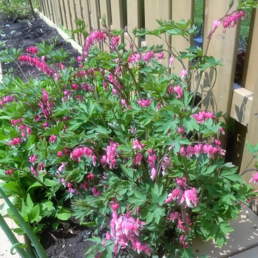 Bleeding Hearts