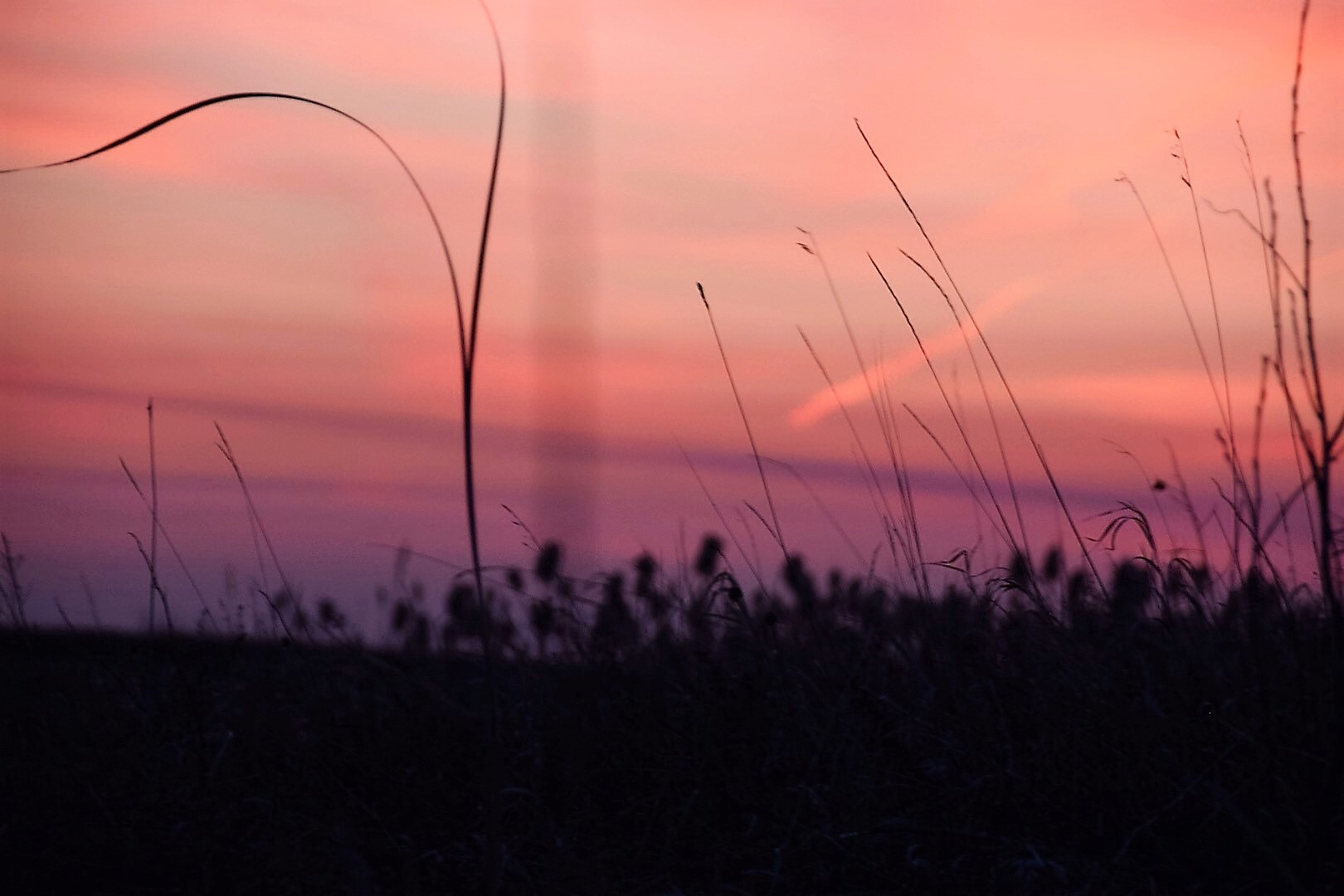 D Adam Sunset Grass 2