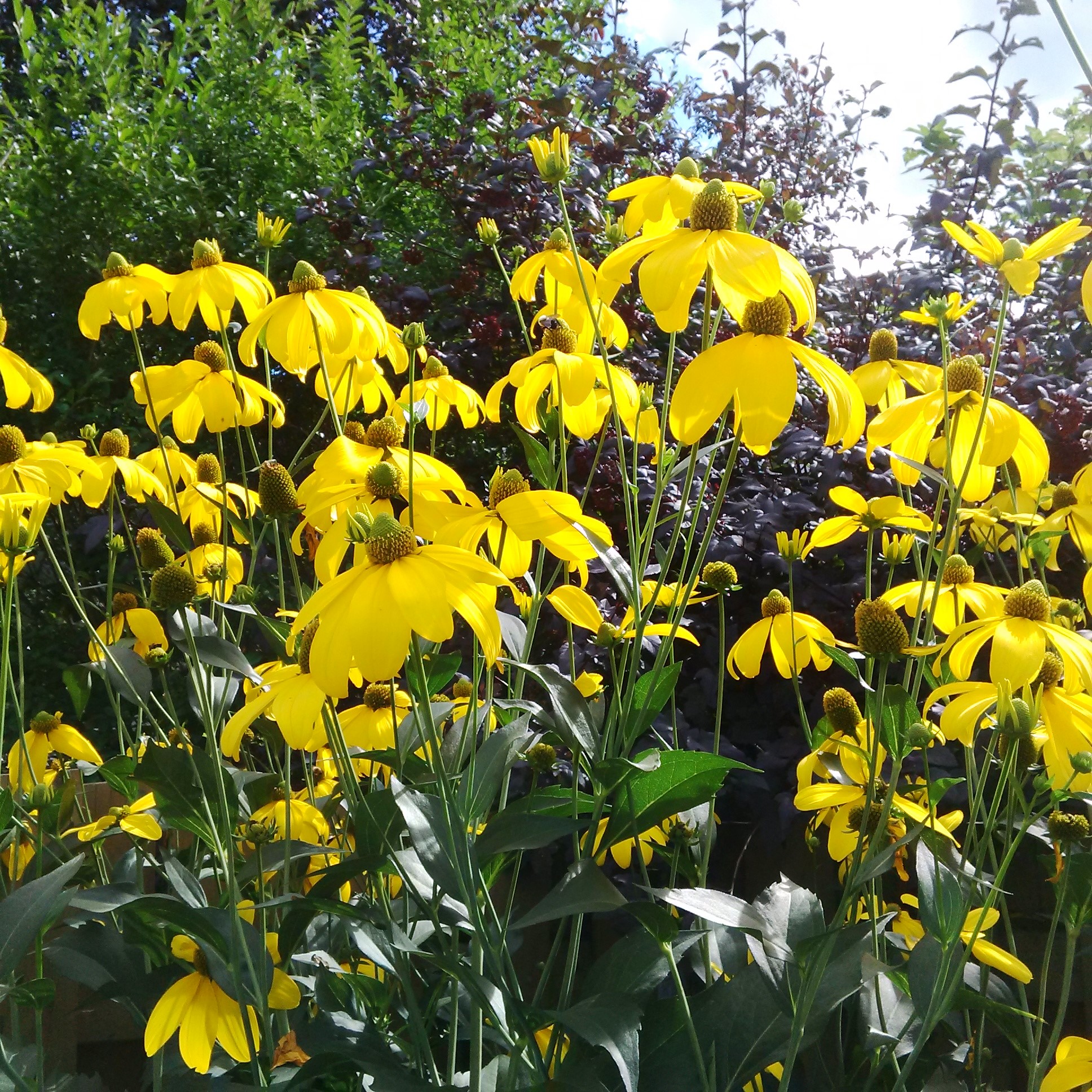 Yellow Cones 2015-08-26