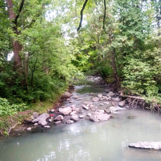 Bilberry 2 2016-08-27