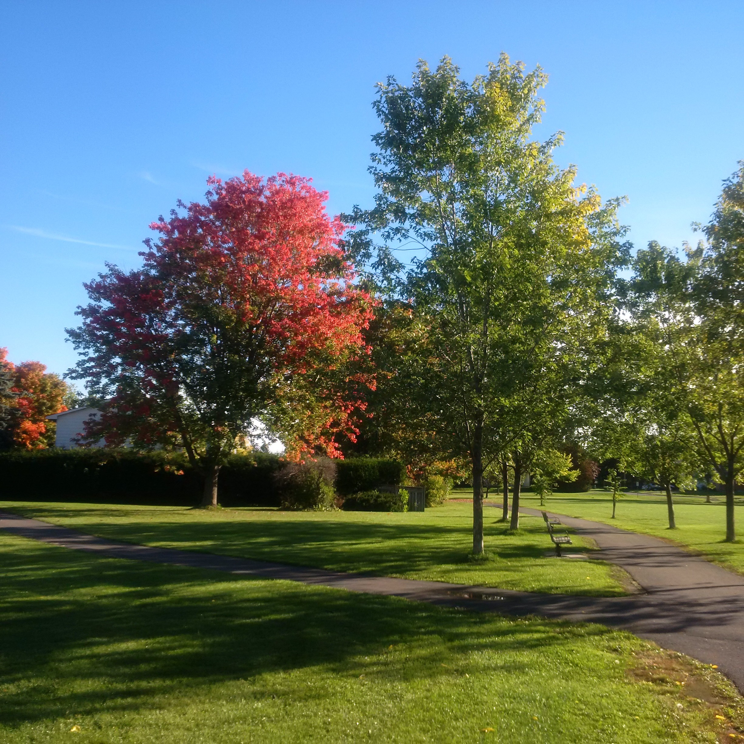 grey-nuns-park-2016-10-09
