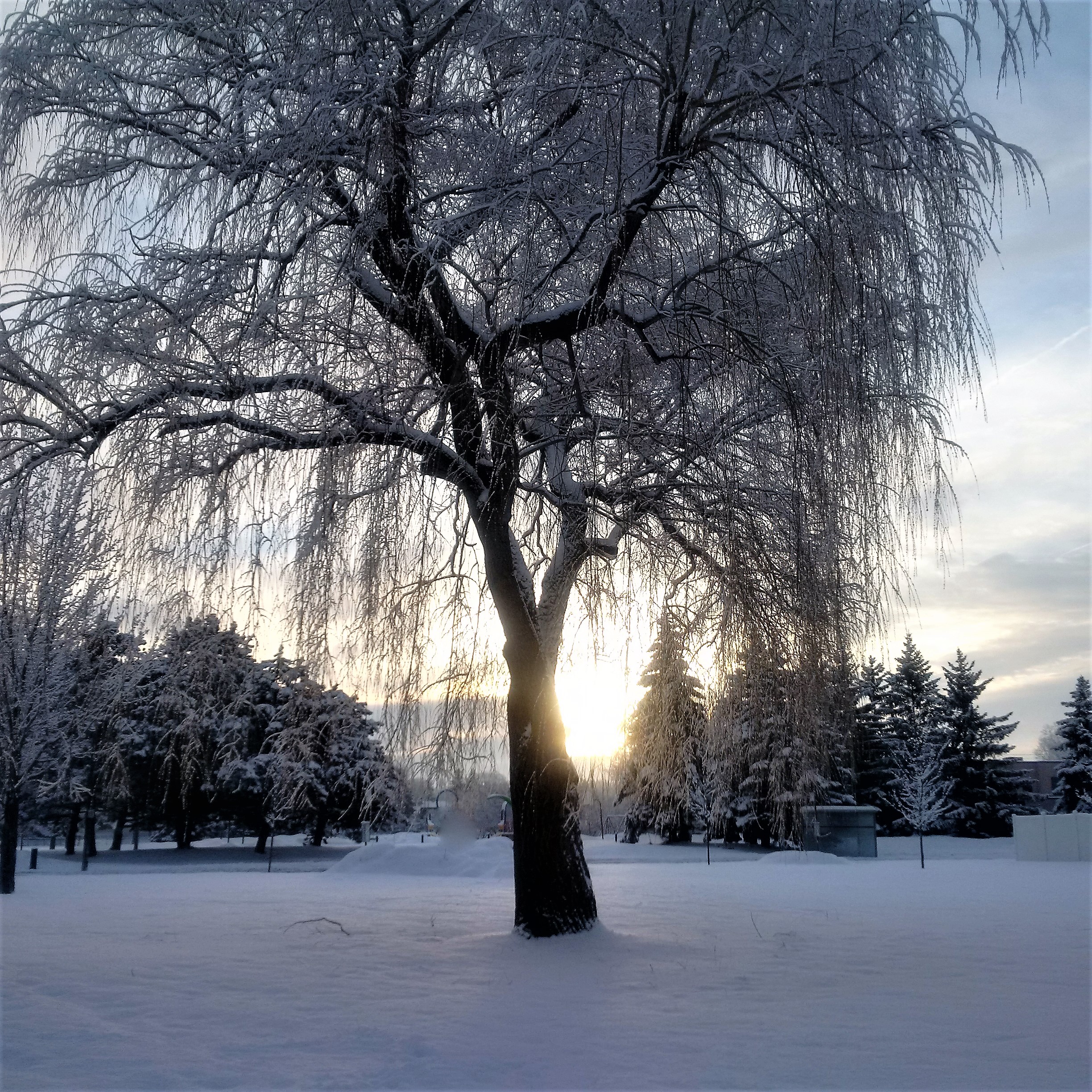 IMG_20170325_072353[153]