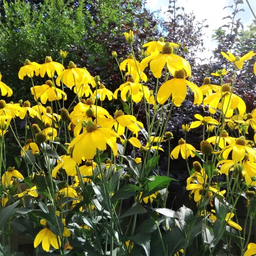 yellow-cones-2015-08-26