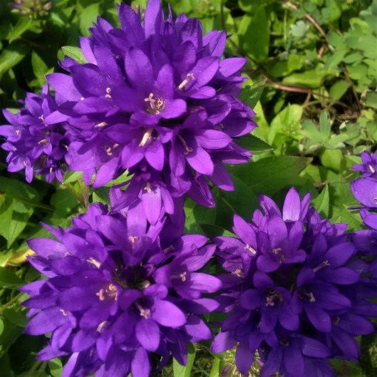 2017-06-28 purple stars