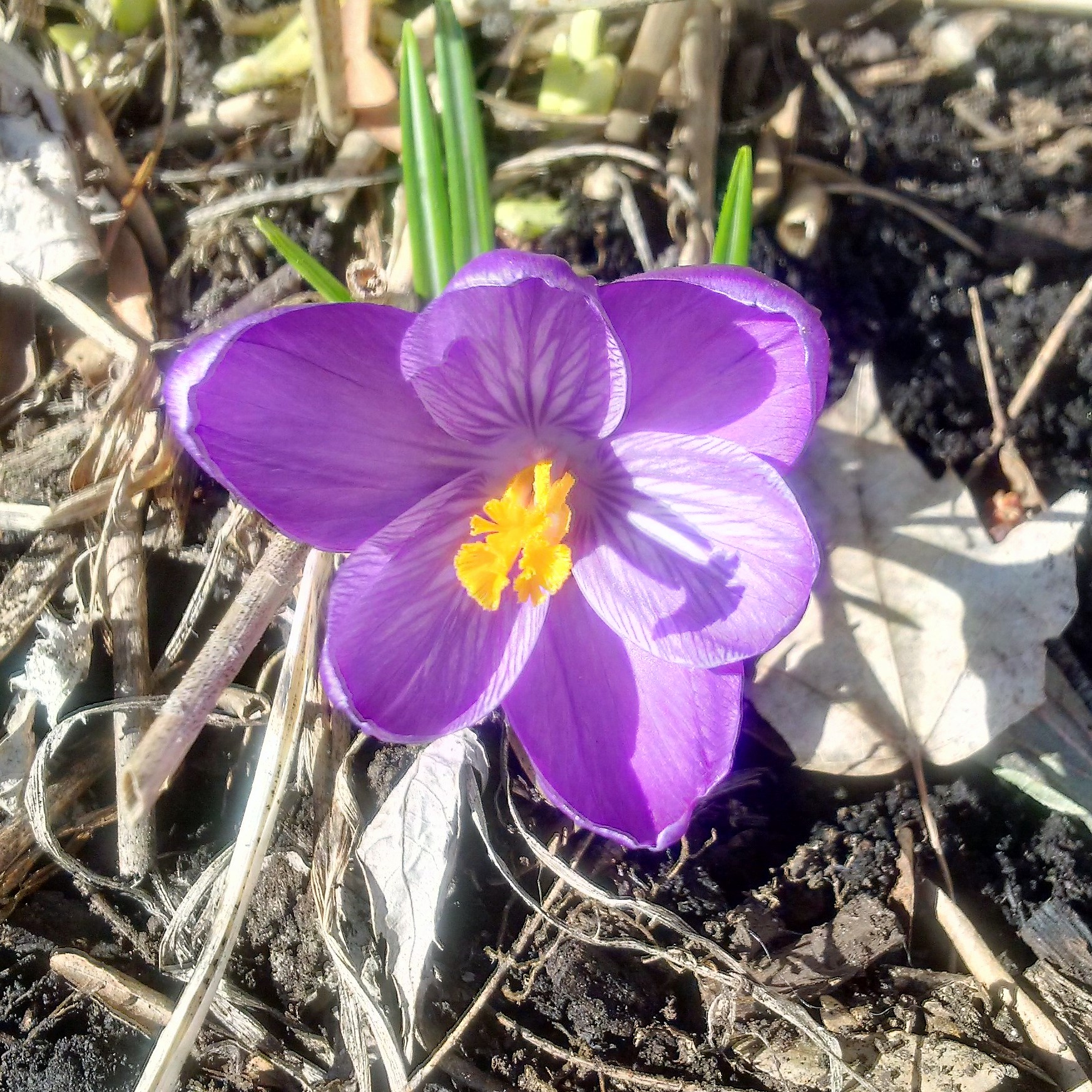 IMG_20180422_093026_hdr[3084]