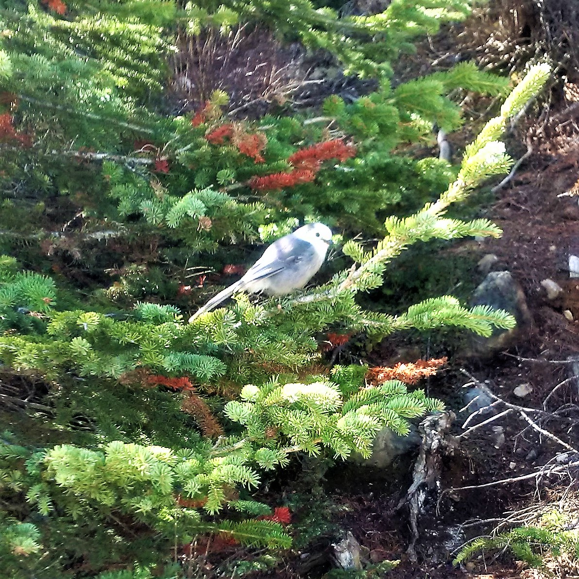 2018-05-18 Gray Jay