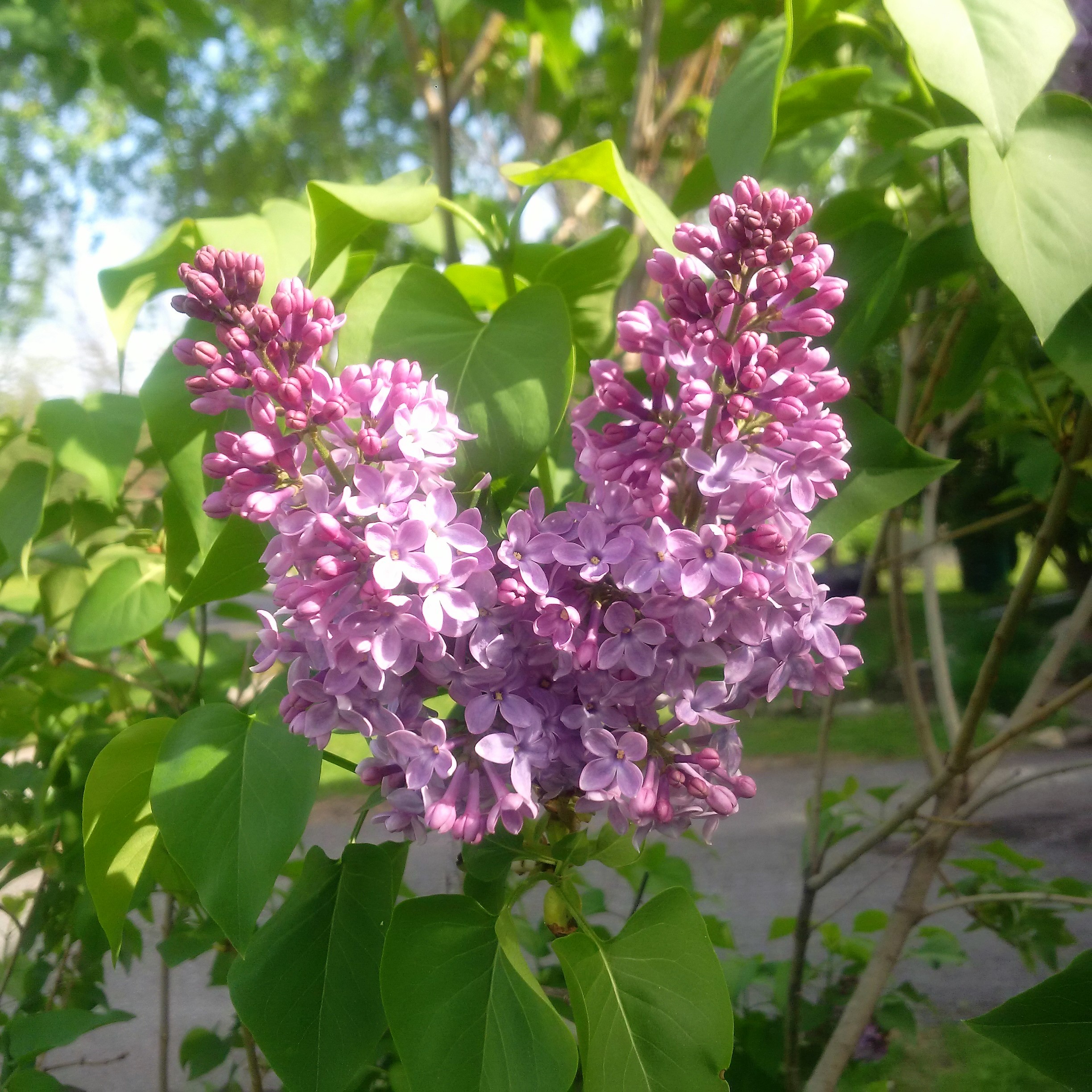 2018-05-21 lilacs