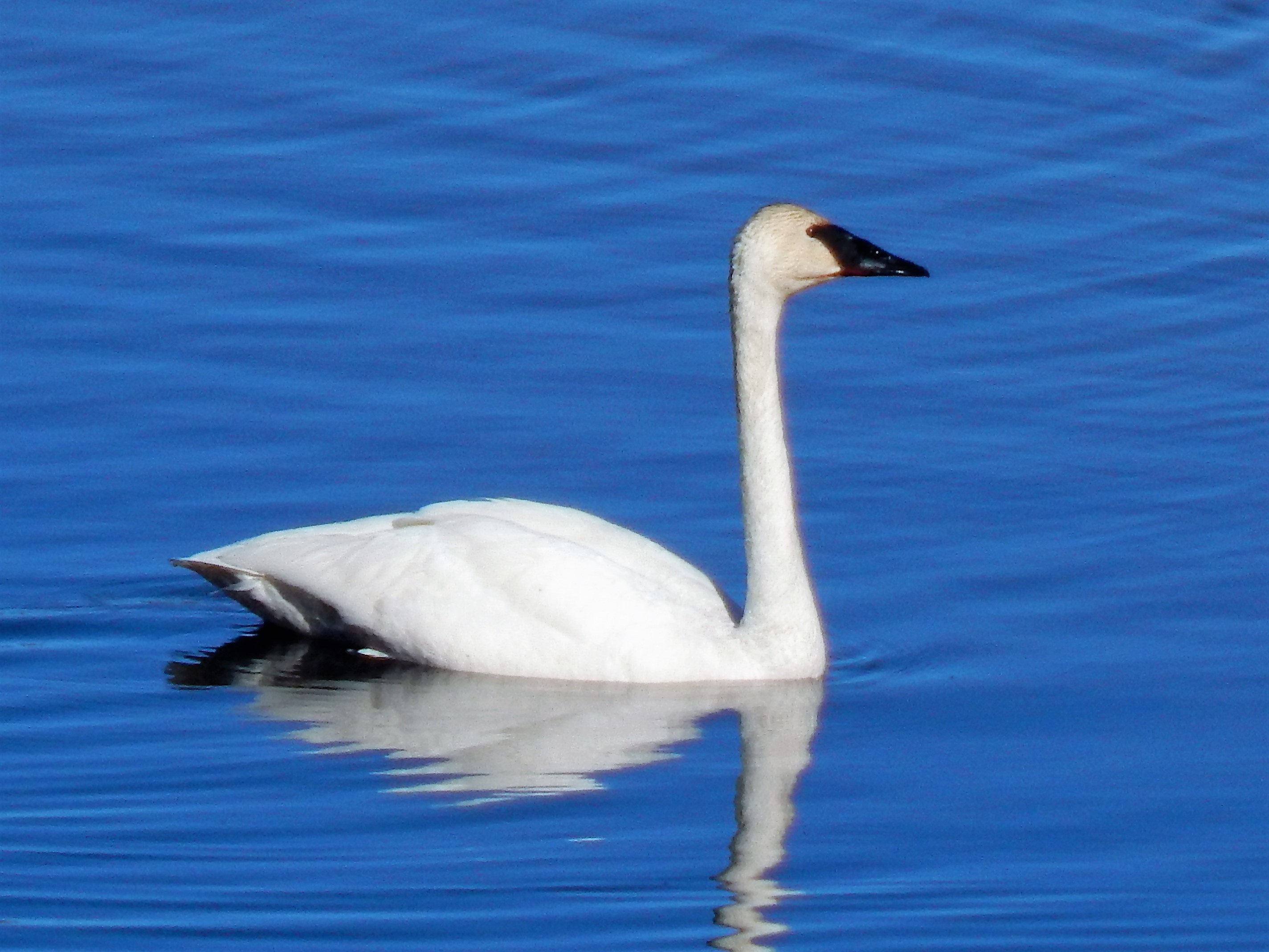 L Kranz Swan