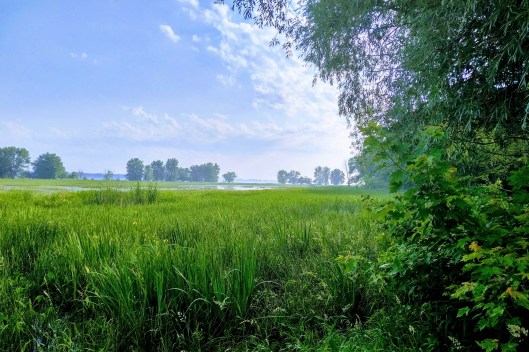 IMG_20180702_0734479 (2)