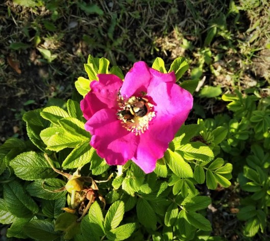 IMG_20180730_1031333