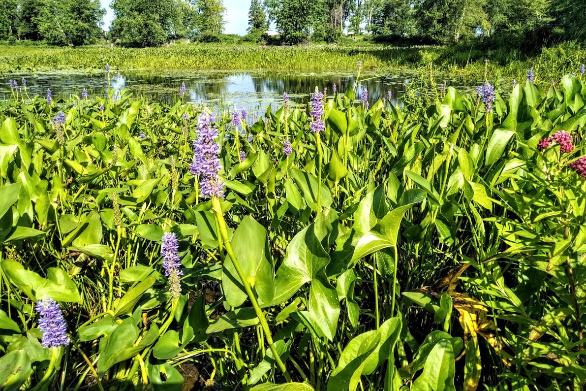 IMG_20180802_0948338