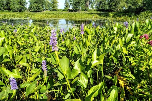 IMG_20180802_0948338