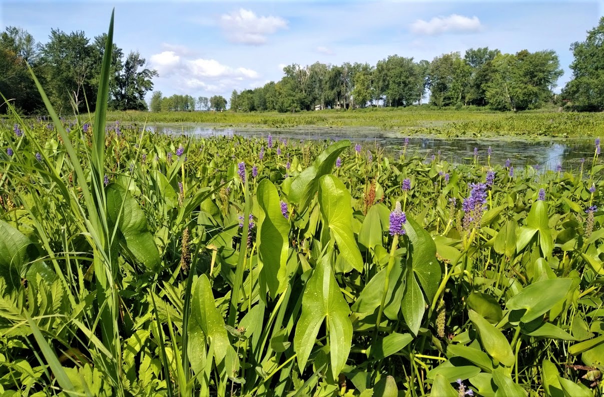 IMG_20180802_0948454