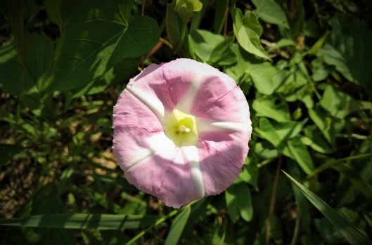 IMG_20180802_1003080 (2)