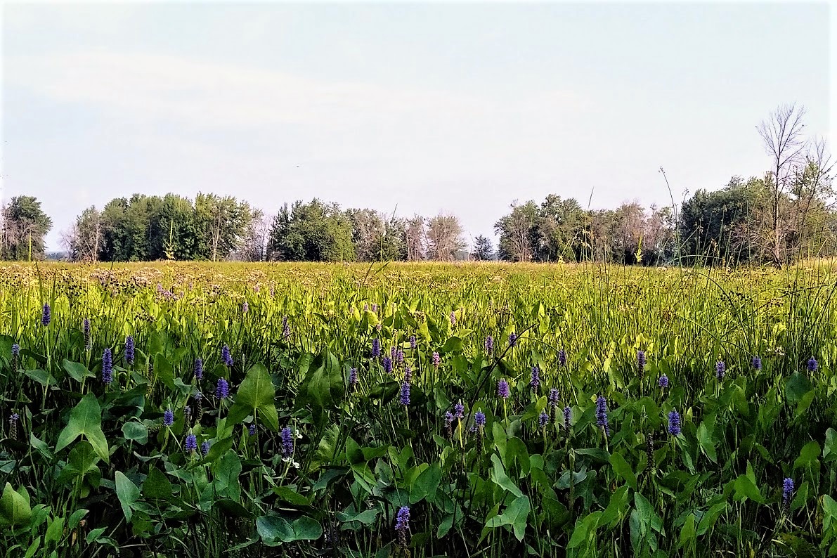 IMG_20180806_0927132