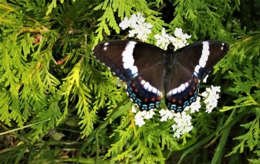 IMG_20180815_1057157