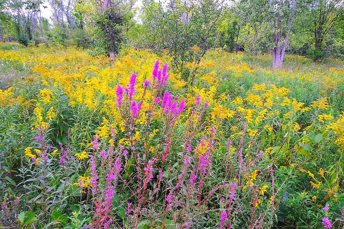 20180901_1035386-EFFECTS