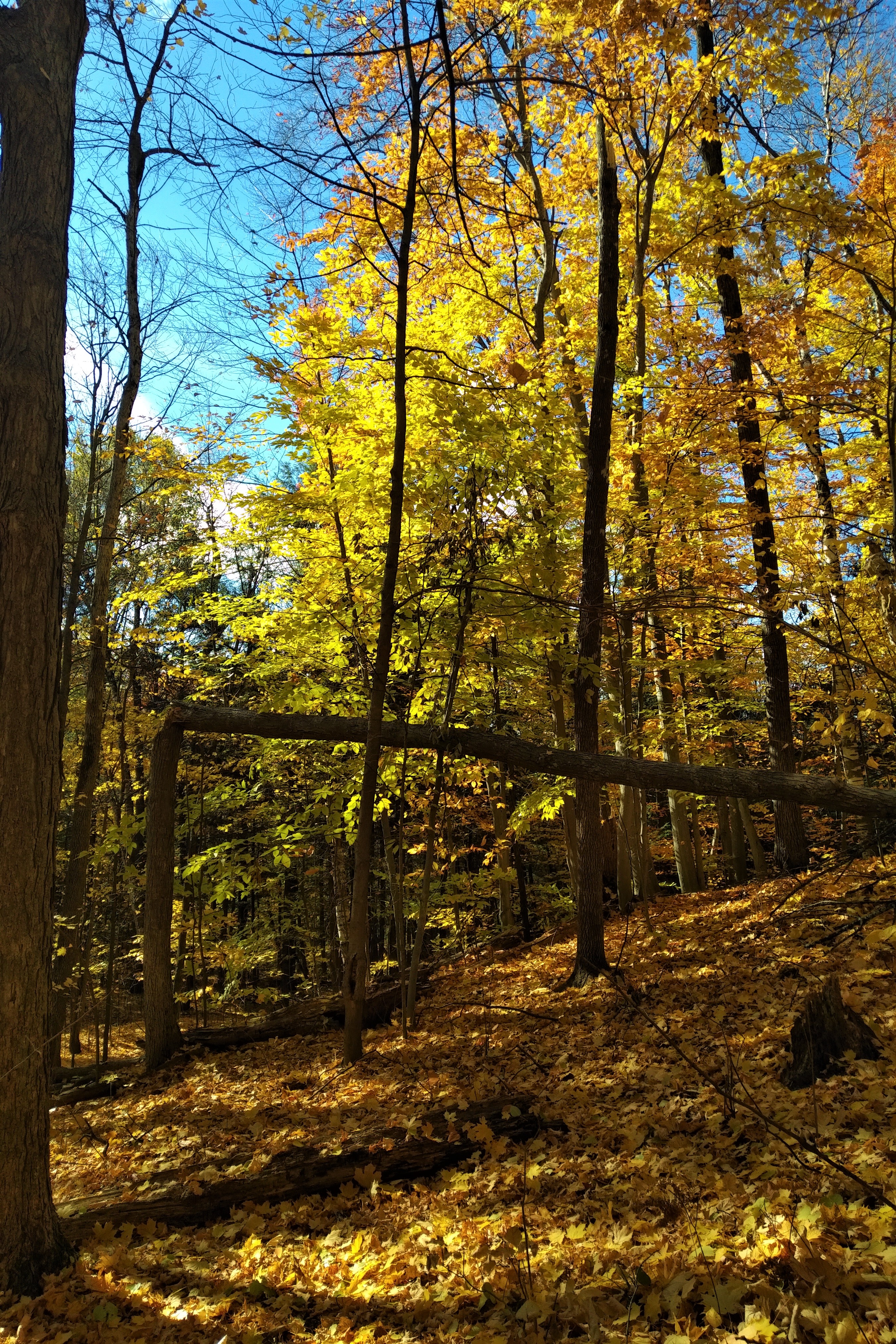 20181026_1245509[4102]