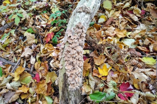 IMG_20181022_0837537