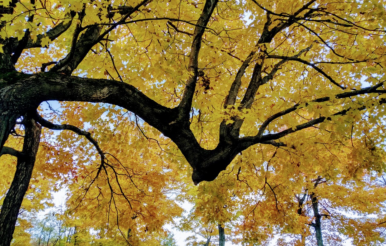 IMG_20181010_1341303