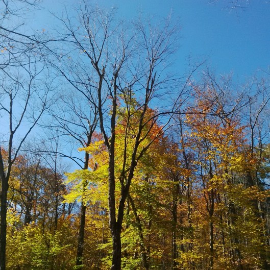 Gatinea P 2015-10-27