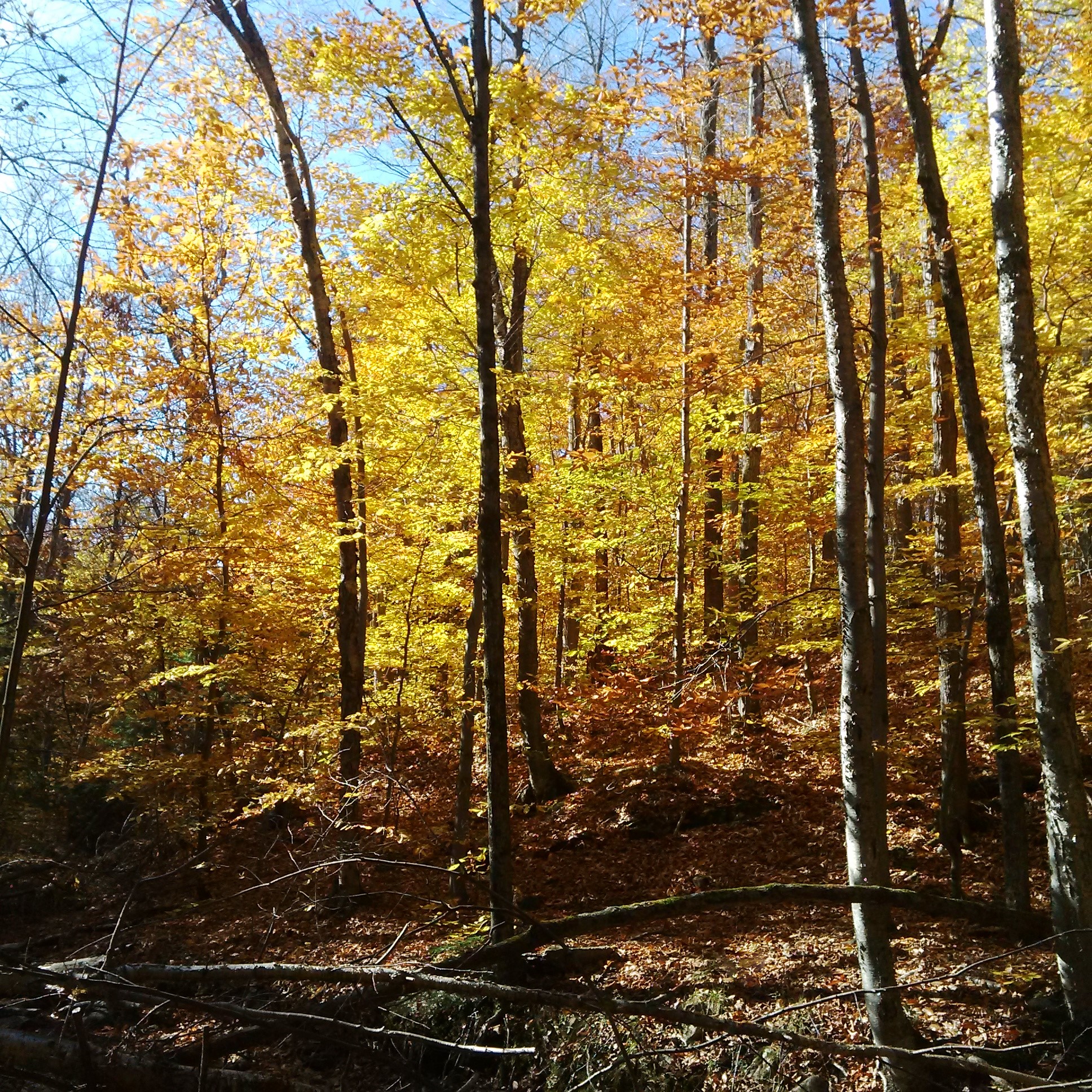 Gatineau P 2015-10-27