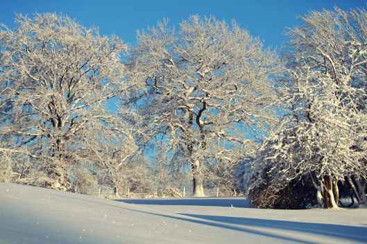 trees against clear sky during winter
