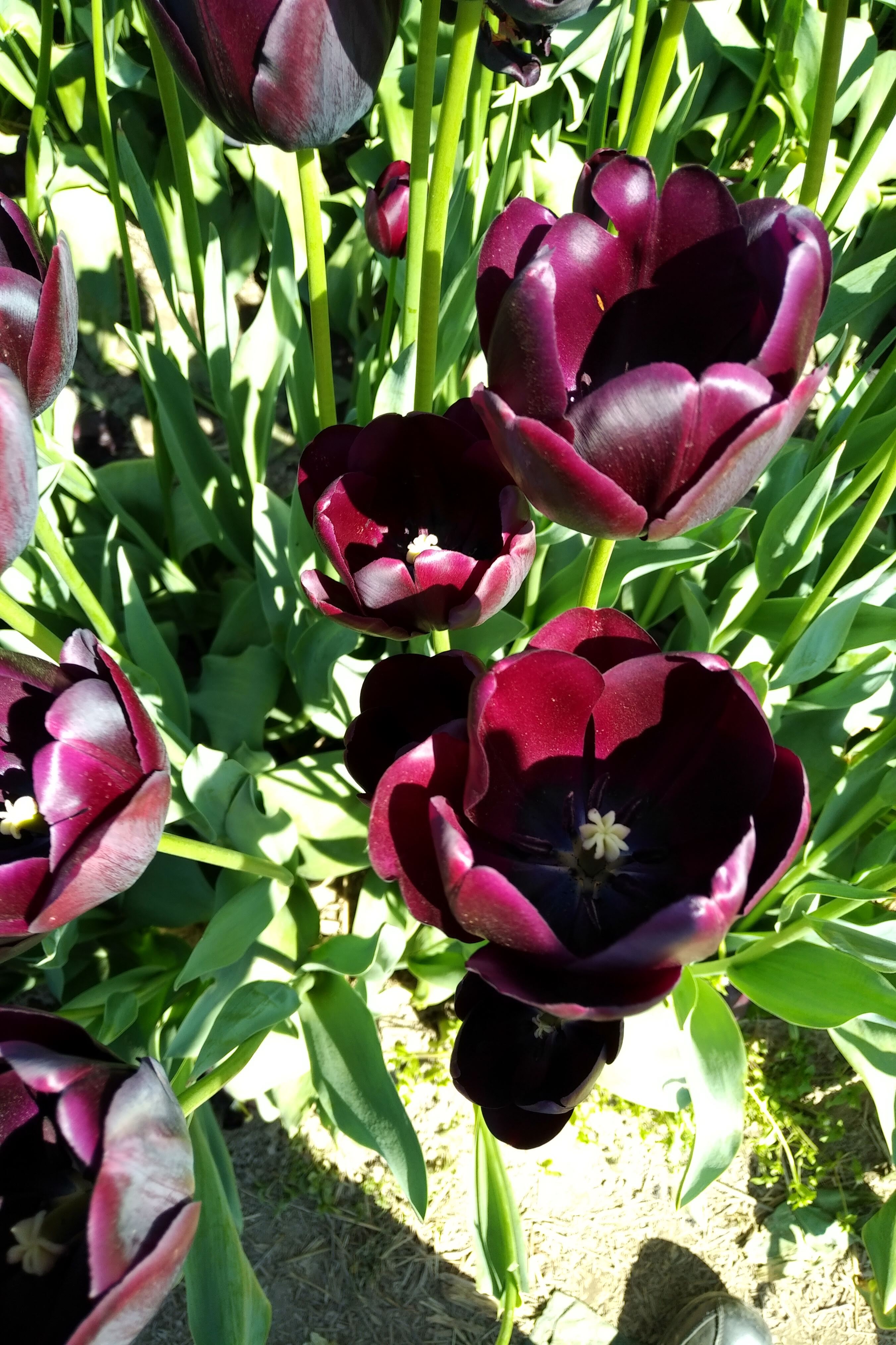 img_20190501_1444503