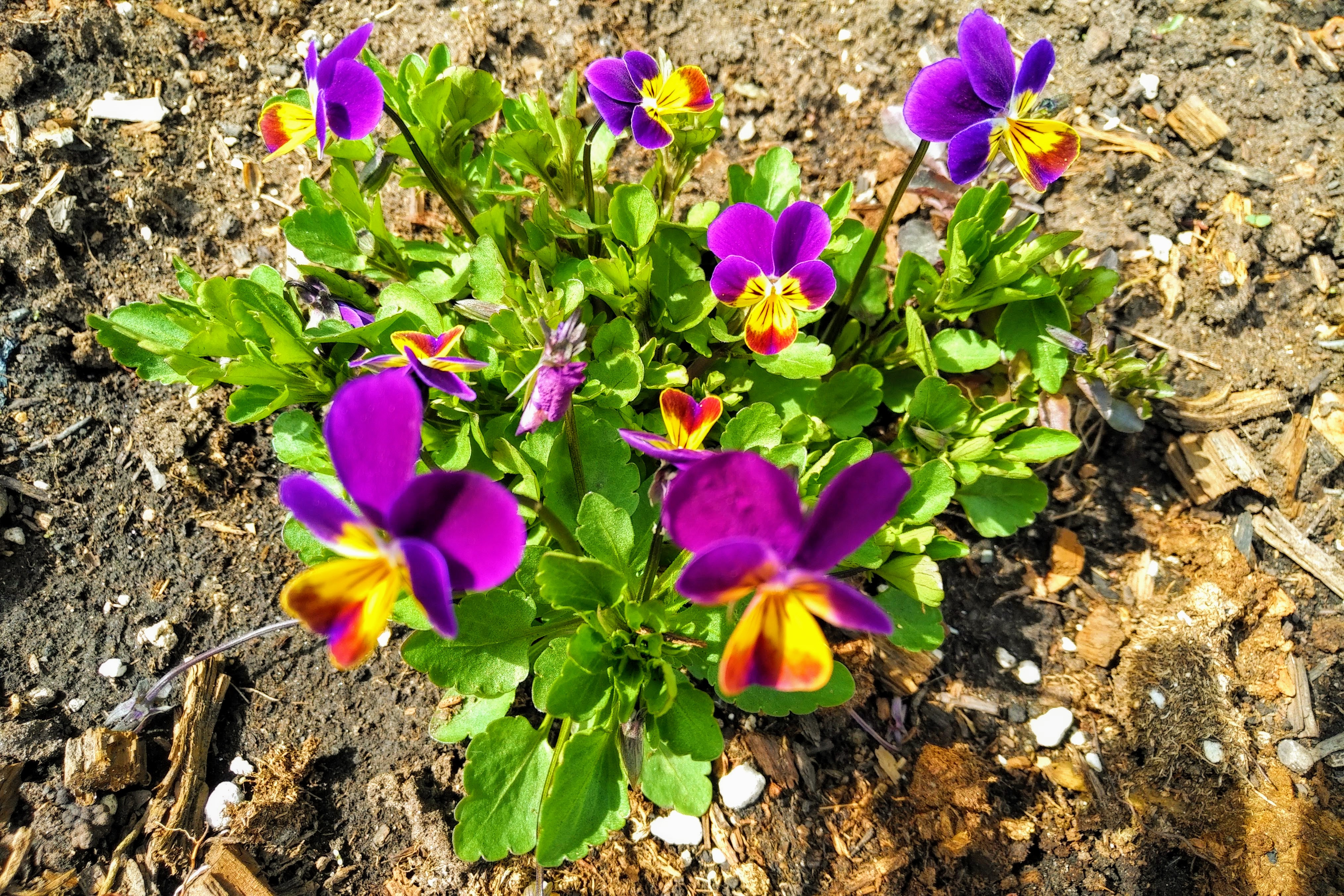 img_20190506_1530331-effects