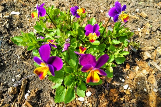 img_20190506_1530331-effects