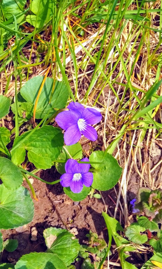 img_20190519_1456301-effects