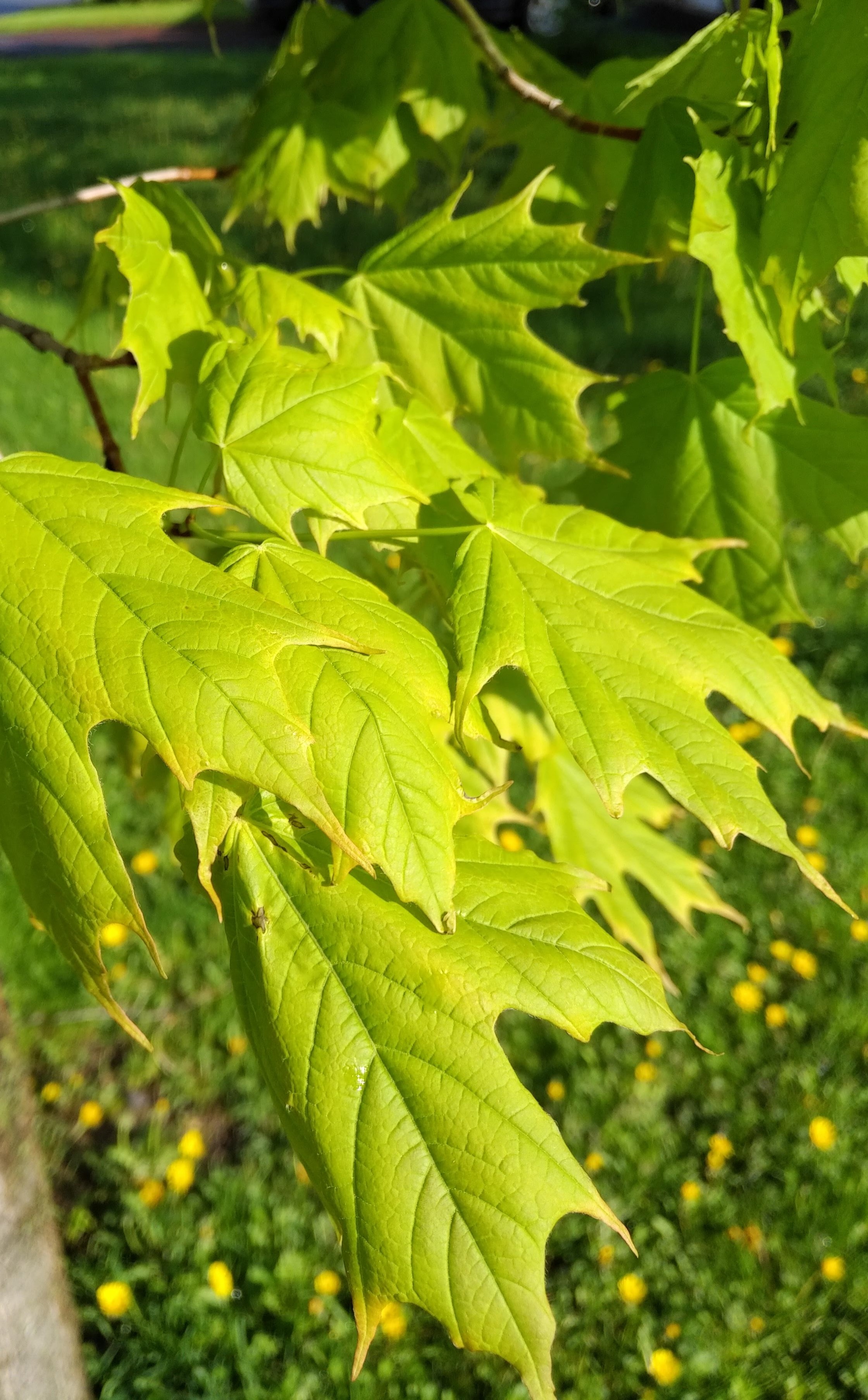 img_20190526_0818593