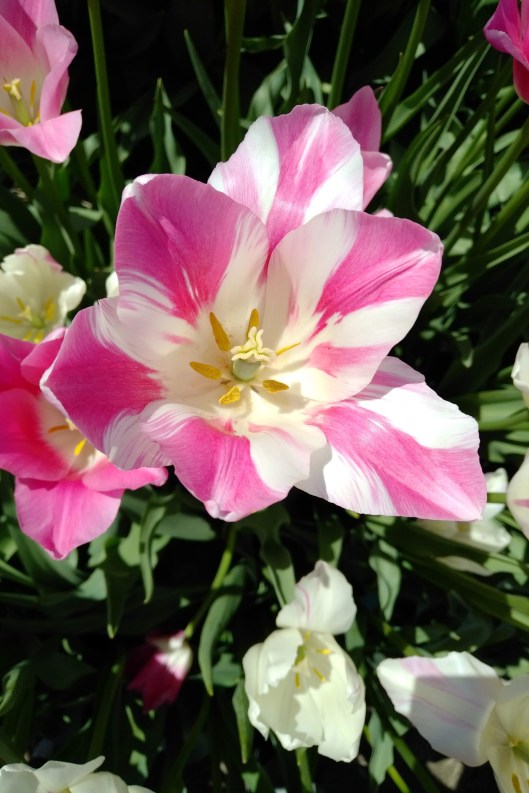 img_20190501_1403154