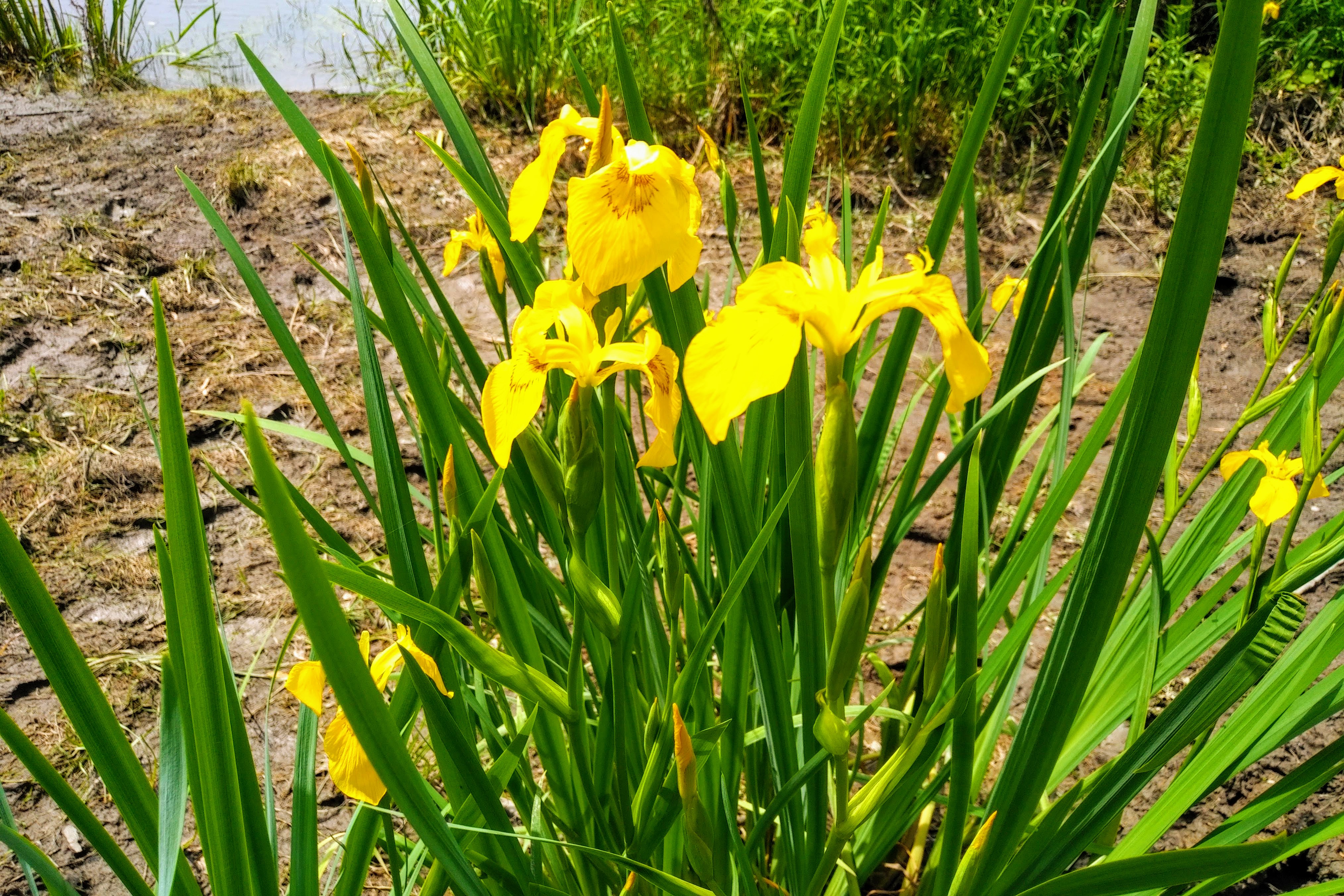 img_20190628_1137093-effects