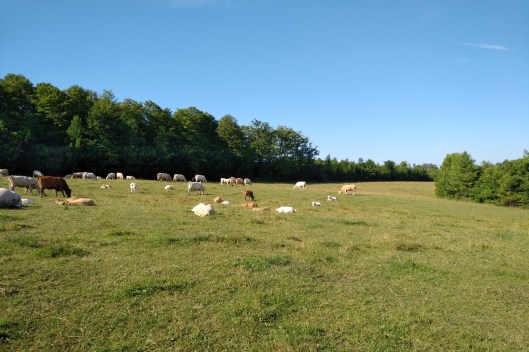 img_20190811_0938080