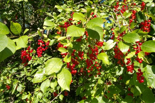 img_20190815_1557074